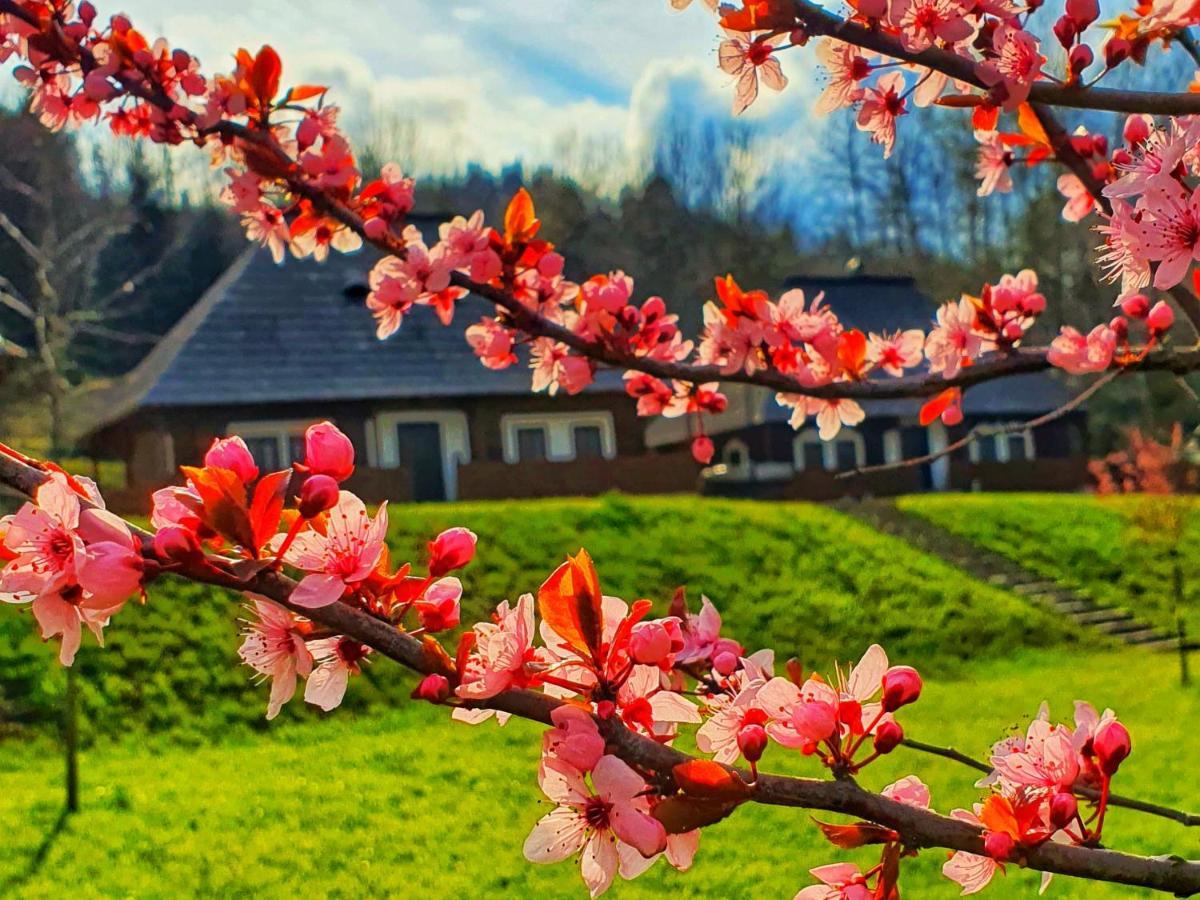 Vatra Boiereasca Bed & Breakfast คาชิกา ภายนอก รูปภาพ